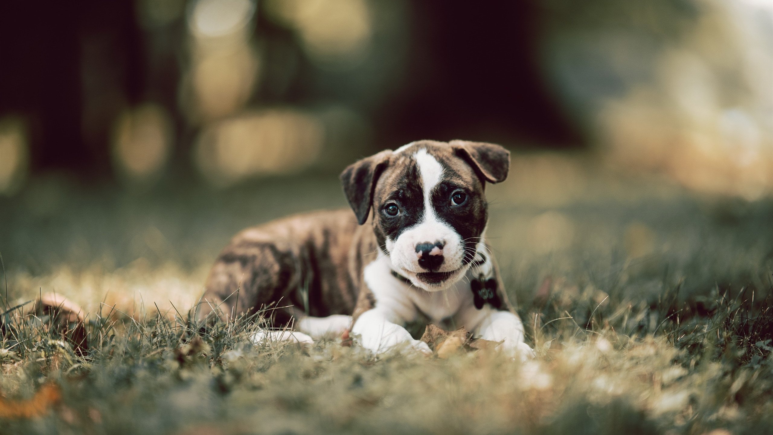 开云体育APP下载-当无名之师奏凯，深圳队稳如磐石，霍勒迪于无声处听惊雷